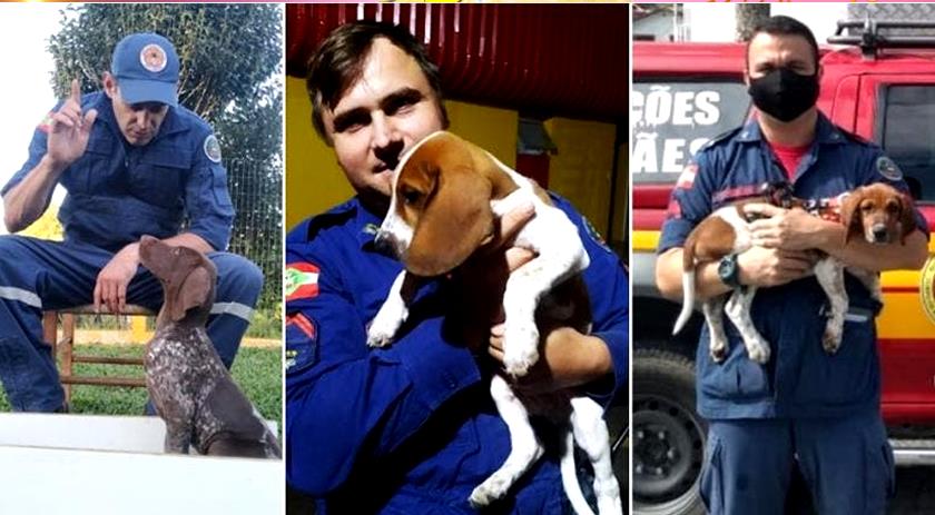 Corpo de Bombeiros Militar de SC tem duas novas raças de cães em treinamento e mais um filhote de labrador