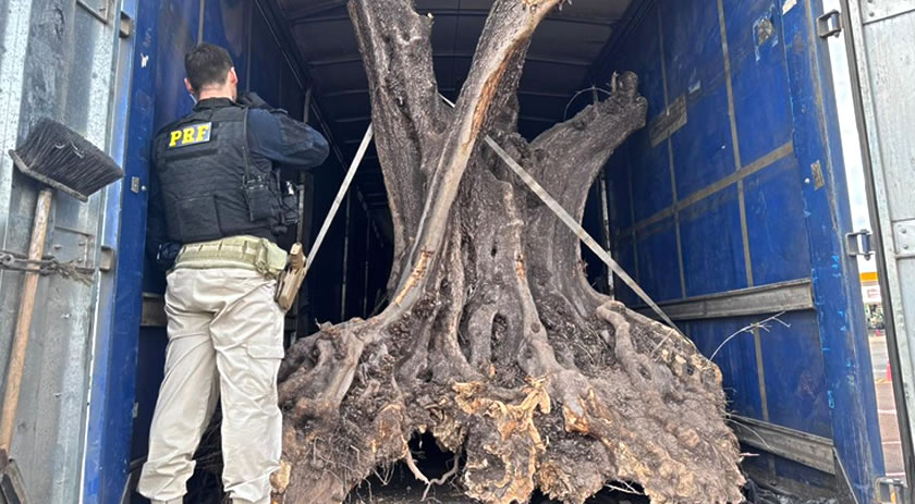 PRF apreende oliveiras contrabandeadas no Paraná