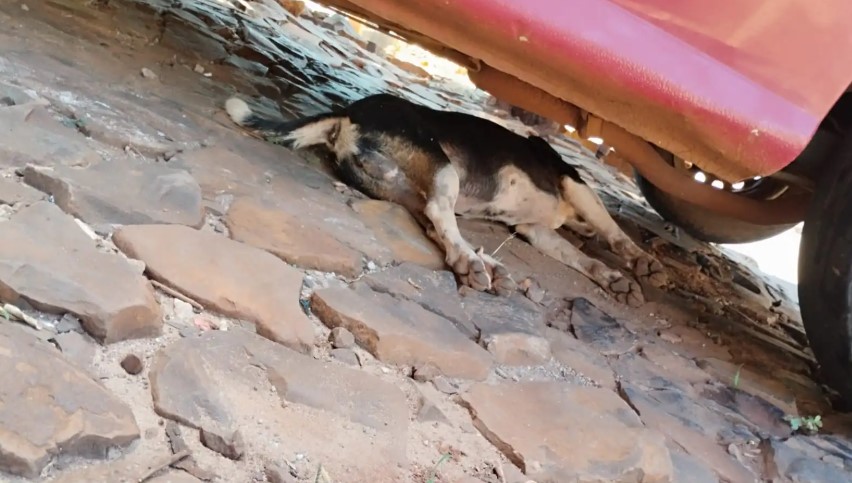 Moradores denunciam possível envenenamento de animais no bairro Santa Mônica