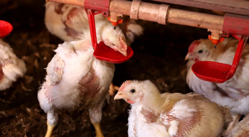 Governo do Paraná suspende participação de aves em eventos agropecuários por 90 dias