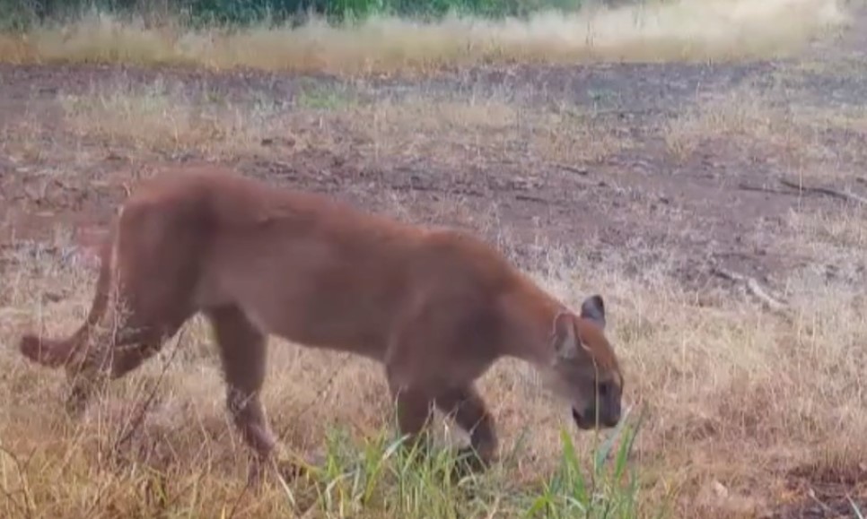 IAT emite alerta após aumento de avistamentos de onças em áreas rurais do Sudoeste