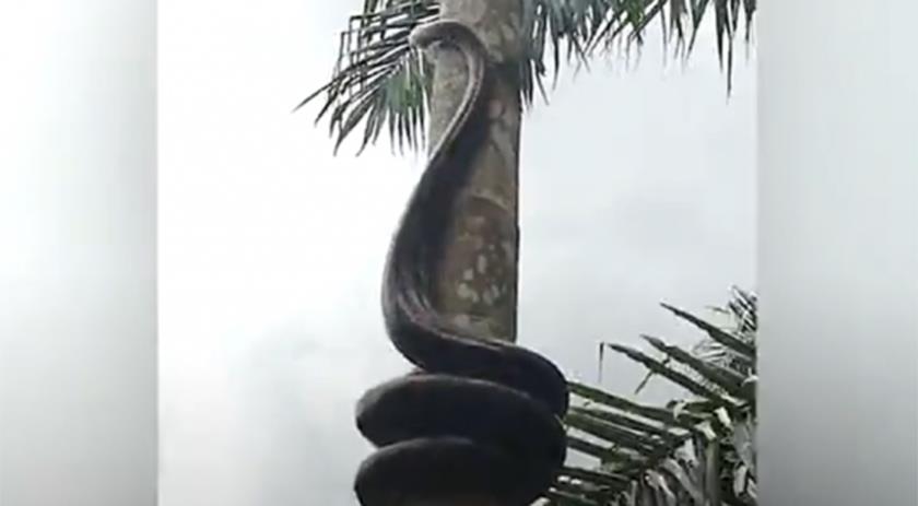 Vídeo: Moradores ficam apavorados após flagra cobra gigante escalando árvore