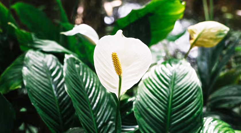 O erro mais comum que impede o lírio-da-paz de florir e a dica prática que ajuda a planta voltar a dar flores