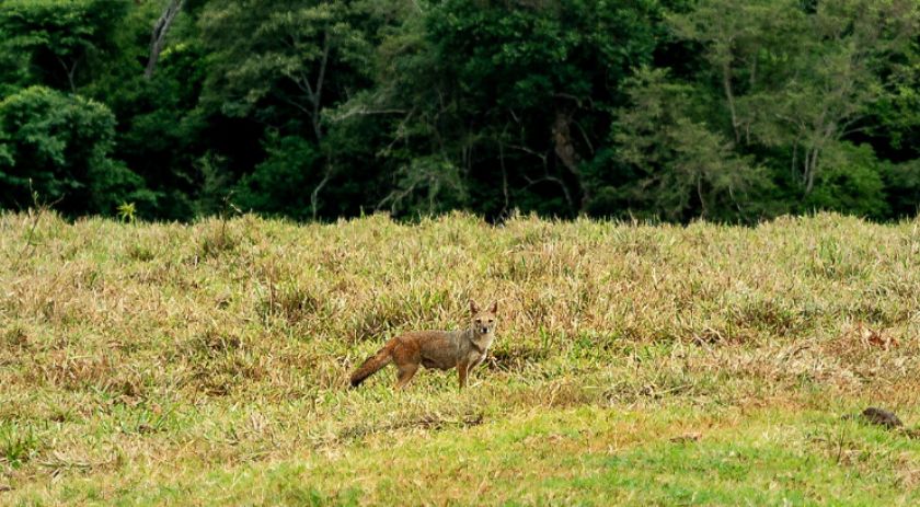 Inspirado pelo Santa Maria, IAT estuda ampliar corredores ecológicos do Paraná