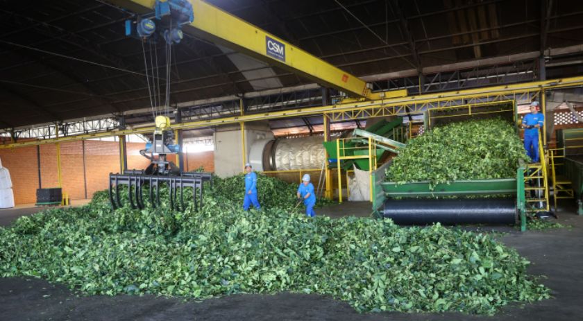 Indústria paranaense produz granola com pó de erva-mate