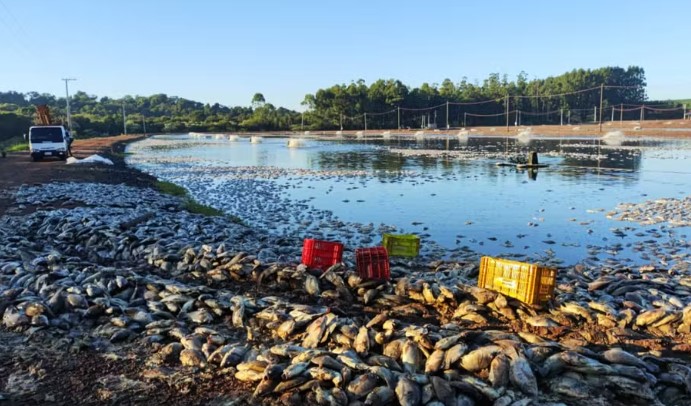 Agricultor tem prejuízo de cerca de R$ 9 milhões após queda de energia causar morte de 900 mil kg de tilápias