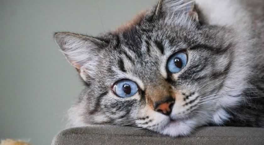 Sancionada lei que prevê controle populacional de animais domésticos