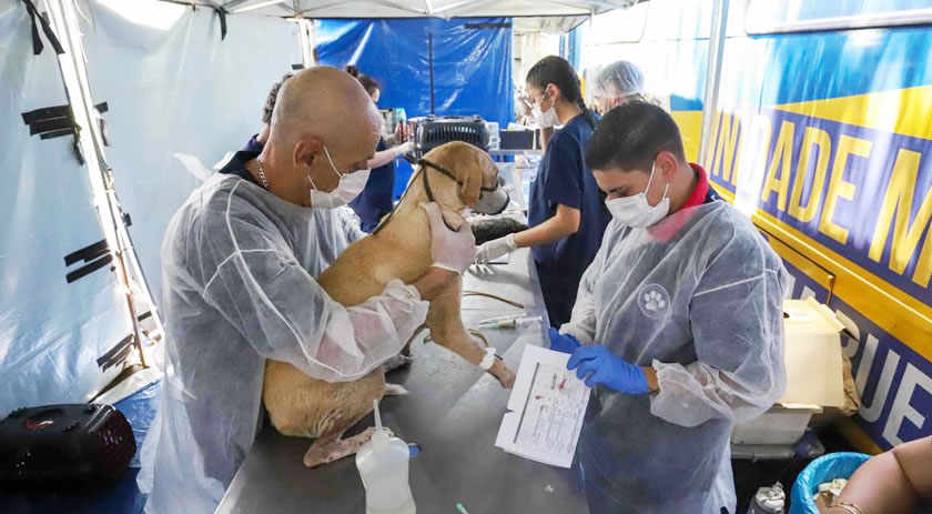 Francisco Beltrão abre inscrições para o Programa Castrapet
