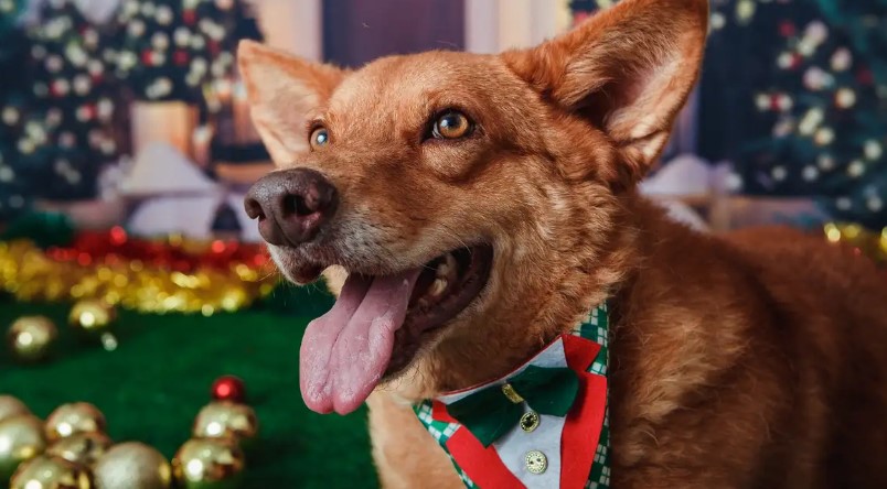 Animais domésticos terão direito a RG com cadastro nacional