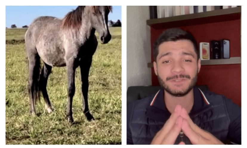 Jovem sai para beber e acaba arrematando, sem saber, cavalo em leilão