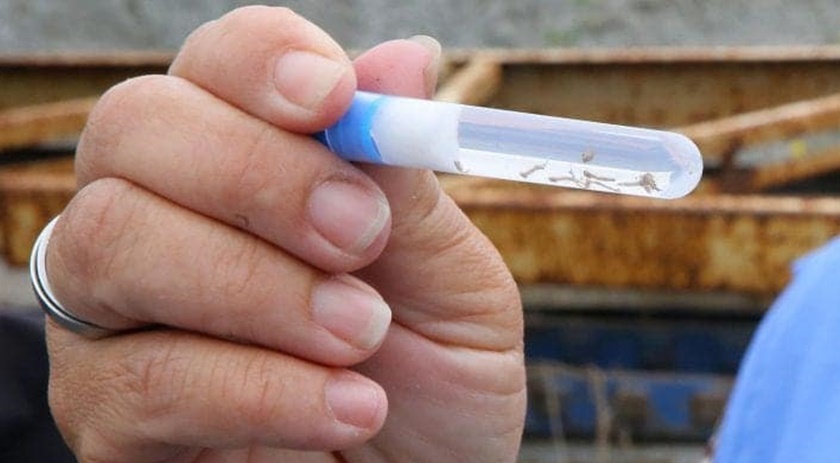 Mutirão contra a Dengue acontece no sábado (02)