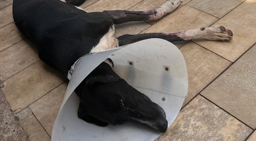 Policial penal socorre cachorro atropelado no bairro Água Branca