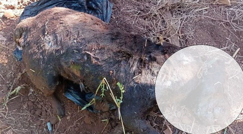 IMAGEM FORTE: Após maus tratos, cão é encontrado morto em Marmeleiro