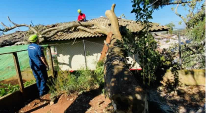 Árvore de seis metros cai em delegacia no Oeste