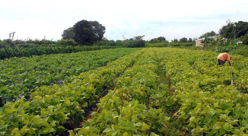 Pronaf disponibilizará R$ 60 bi para financiar Plano Safra 2022/23