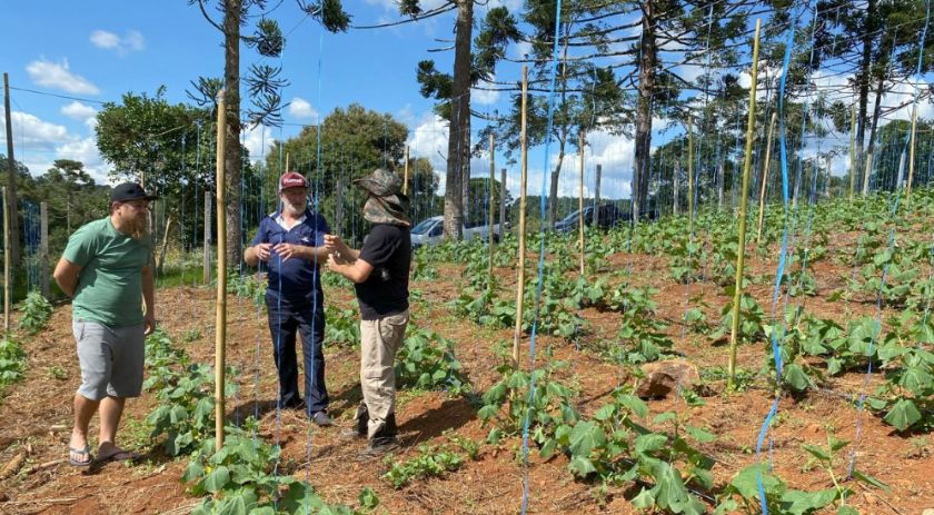 Começa a colheita de mais uma safra de pepino indústria