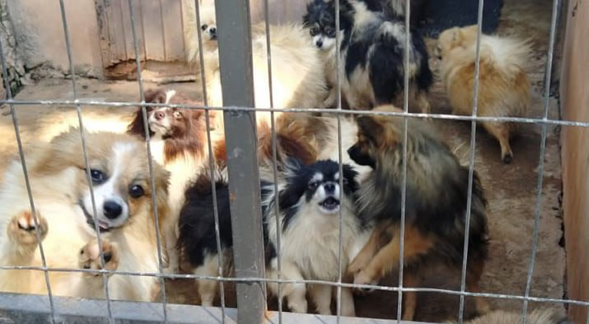 IAT localiza 169 animais com sinais de maus-tratos em Pato Branco