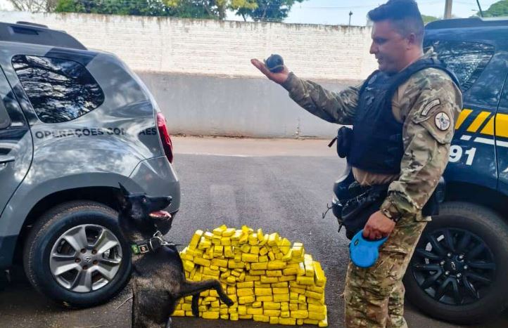 Cadela da Polícia Penal fareja e ajuda a apreender 81 kg de maconha no Paraná