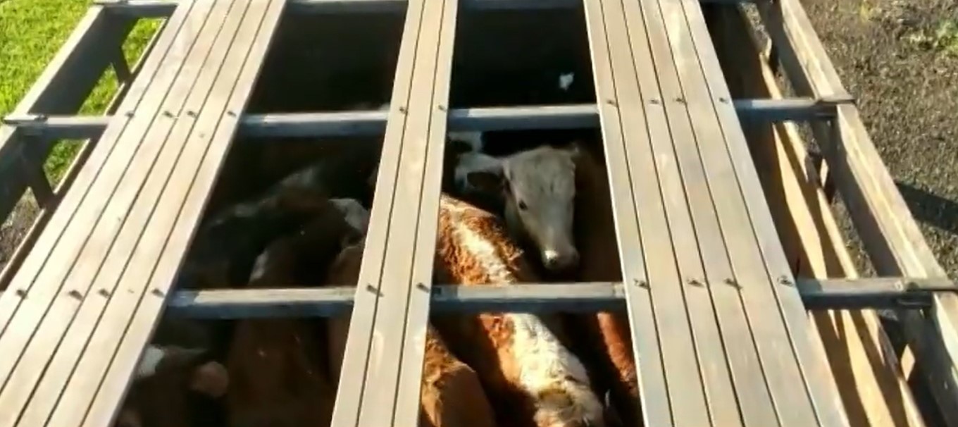 Três homens são presos transportando gado argentino