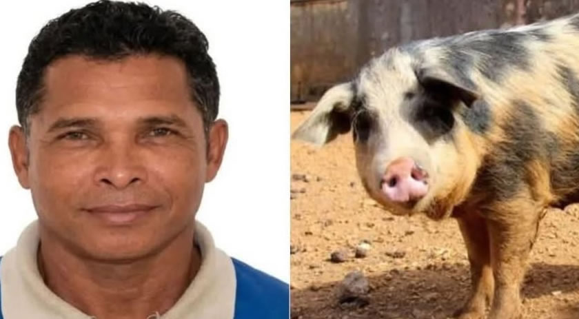 Homem morre após ser atacado por porco em área rural de Parauapebas