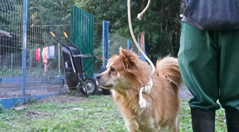 Cerca de 23 cães aguardam adoção no Centro de Zoonoses e Bem-Estar Animal