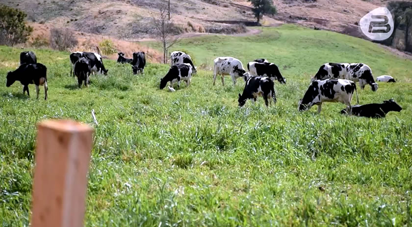 Produtores de leite estão desistindo da atividade