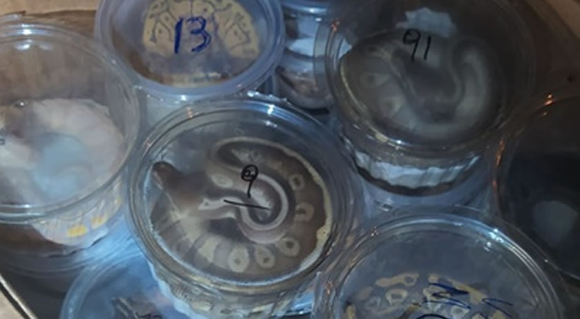 Homem é preso com filhos de serpentes e tartarugas