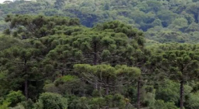 Empresas privadas poderão investir em parques e reservas de SC