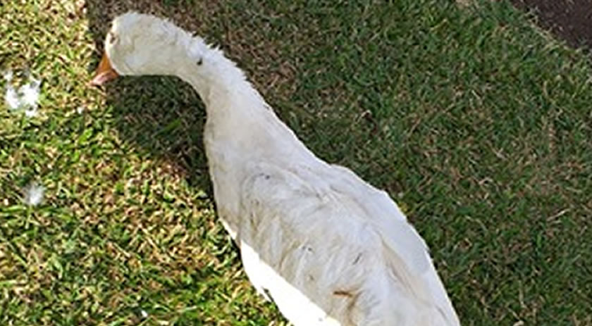 Homens  atacam animais no Parque da Cidade Norte