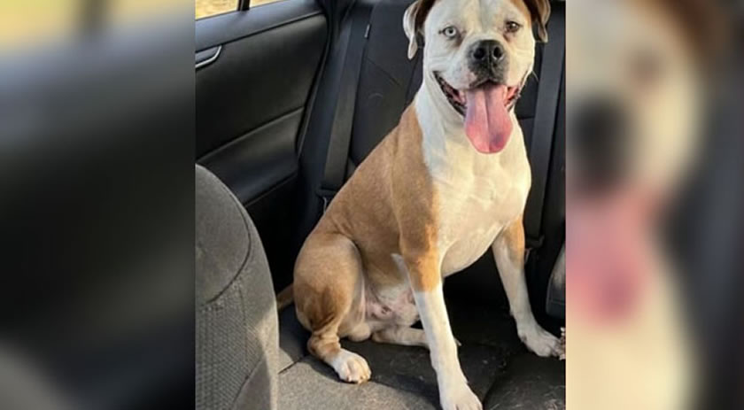 Golpista usa IA para simular cachorra perdida e engana família no Paraná