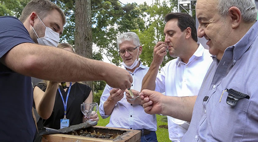 Governo lança projeto para colmeias de abelhas nativas sem ferrão em parques