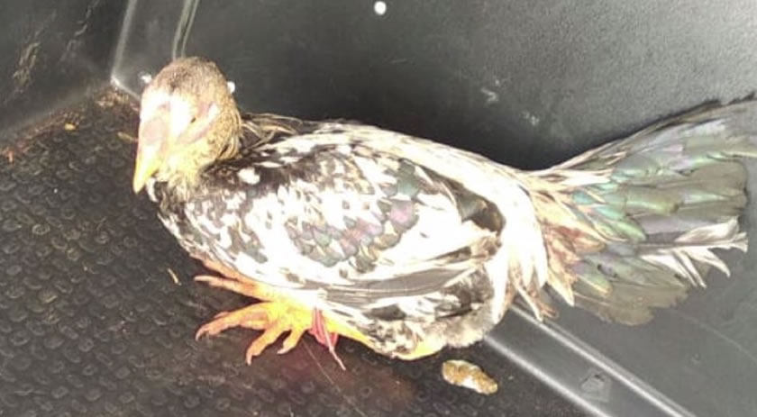 O jogo virou: ex-dono de galo preso por cantar, ganha casa nova