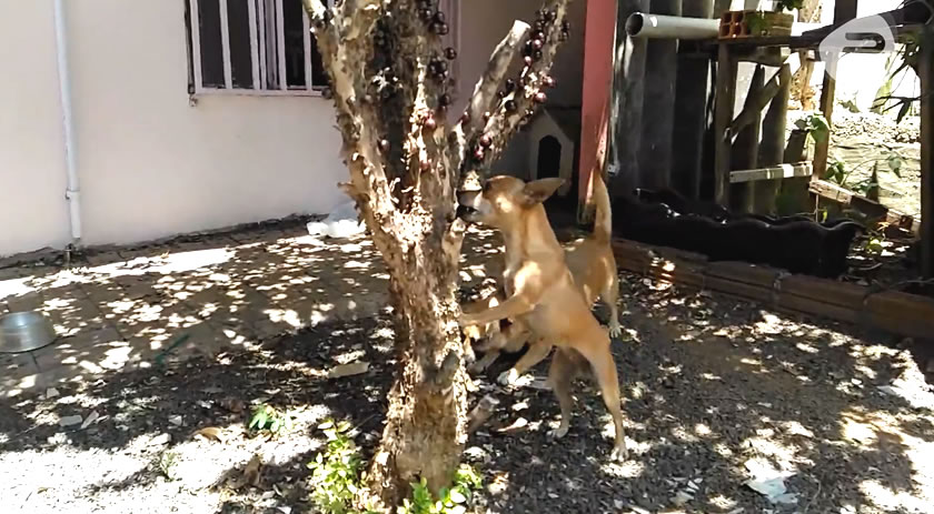 Cachorrinhas comem jabuticaba direto do pé
