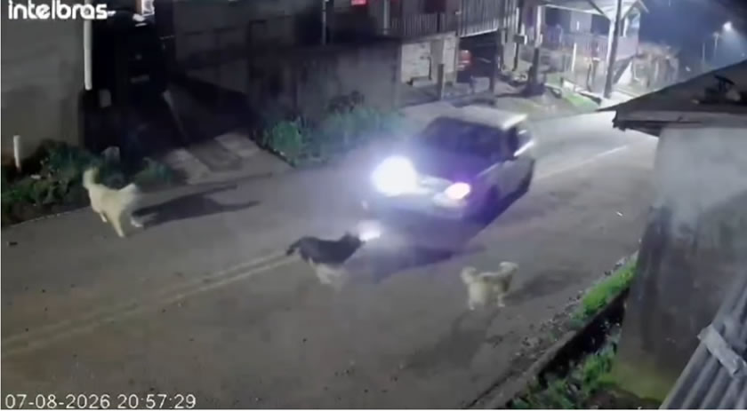 Homem é indiciado por atropelar propositalmente e causar morte de cachorro
