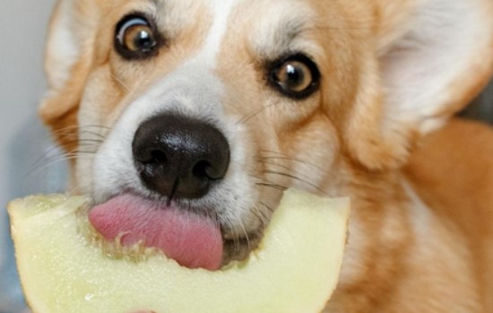 Frutas e cereais podem fazer parte da alimentação dos cães?