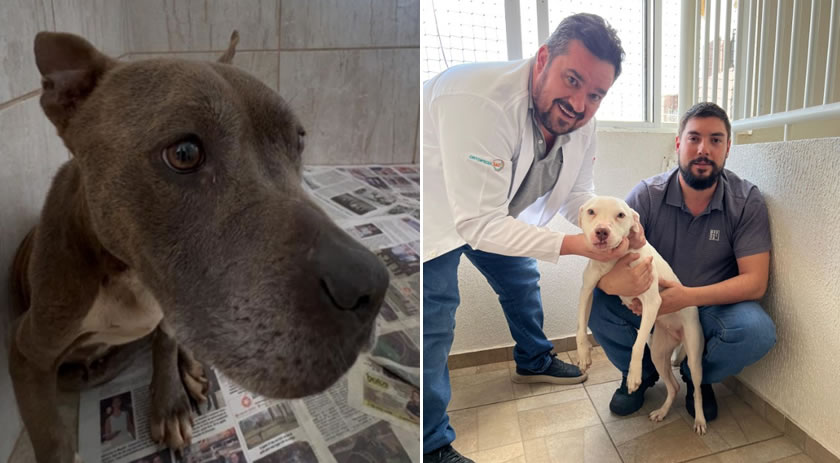 Animais resgatados em situação de maus-tratos buscam famílias adotivas