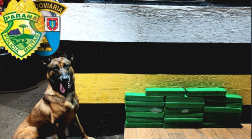 Polícia Militar apreende quase 20 kg de maconha em abordagem a ônibus interestadual