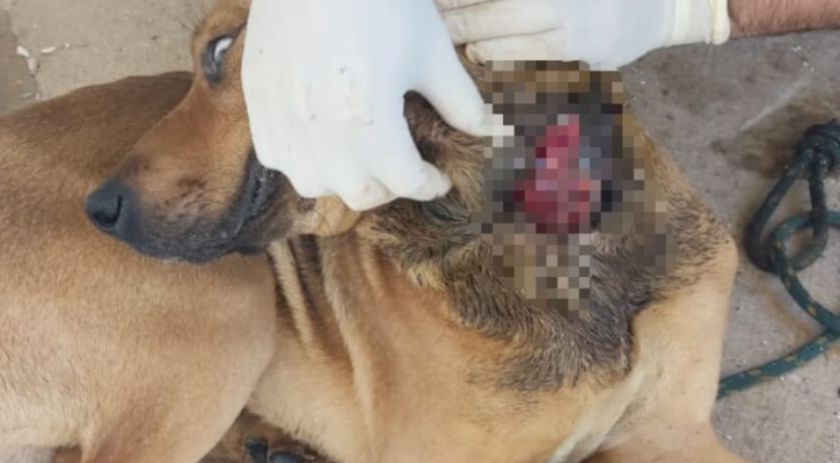 Após várias tentativas, policiais resgatam cachorro vítima de  maus tratos