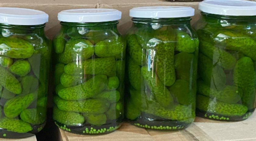 Safra de pepino indústria tem aumento na produtividade