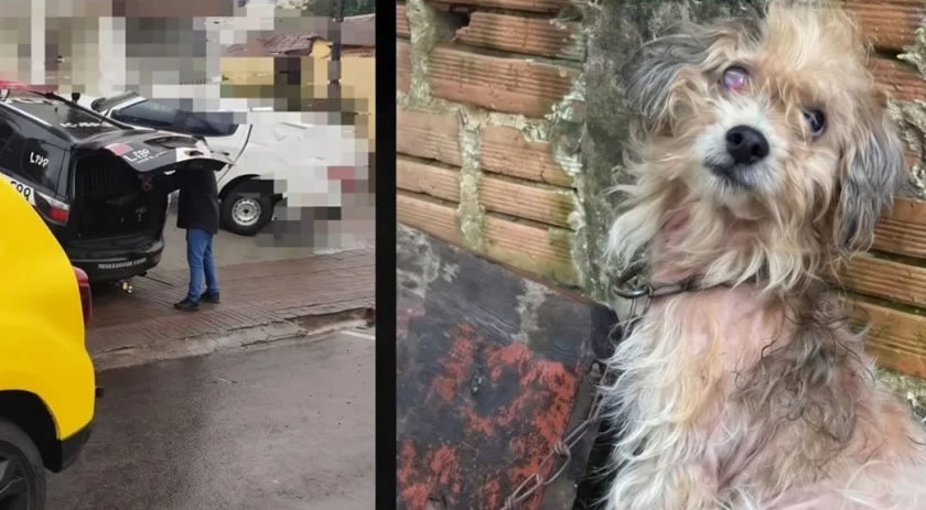Homem é preso por maus-tratos a cão