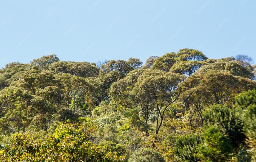 MPF propõe ação civil pública por danos ambientais na Terra Indígena