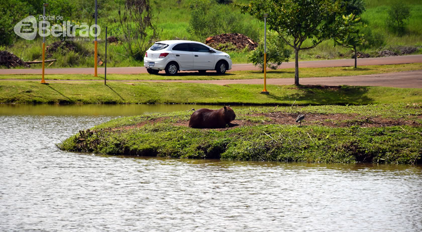 Moradores denunciam maus tratos às capivaras no Lago da Cidade Norte