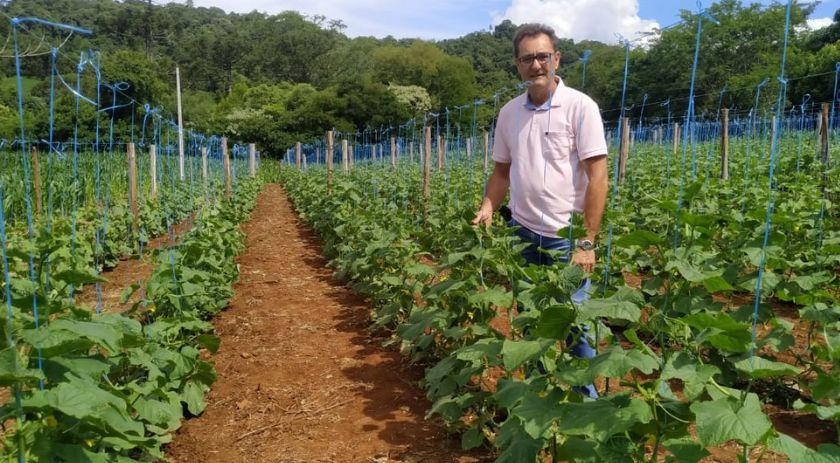 Dia de Campo trata da produção de pepinos para conserva
