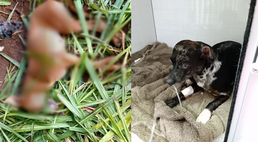 Pelo menos 15 animais morreram envenenados em bairro de Beltrão