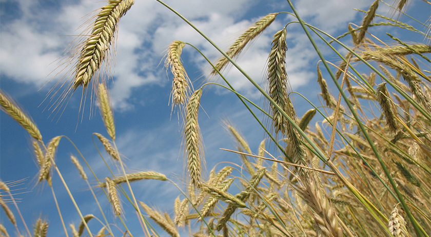 Geada afetará a produção de Trigo no Sudoeste