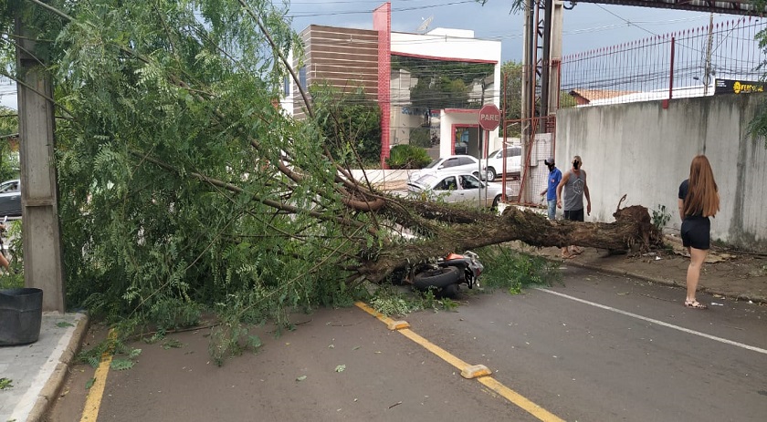Árvore cai em cima de moto em Francisco Beltrão