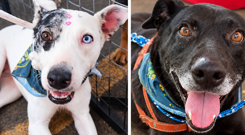 4ª edição do PetDay promove adoções e fortalece a solidariedade
