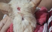 Gato é atingido por disparo de arma de pressão e caso gera indignação