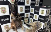 Cães policiais ajudam forças de segurança a apreender quase 150 toneladas de drogas em 2025