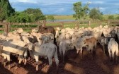 Furto de 12 bois é registrado em propriedade rural